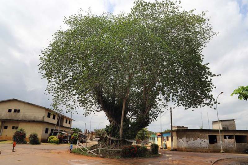 Le Rêve de Verdier : À la découverte de l’histoire coloniale en Côte d’Ivoire